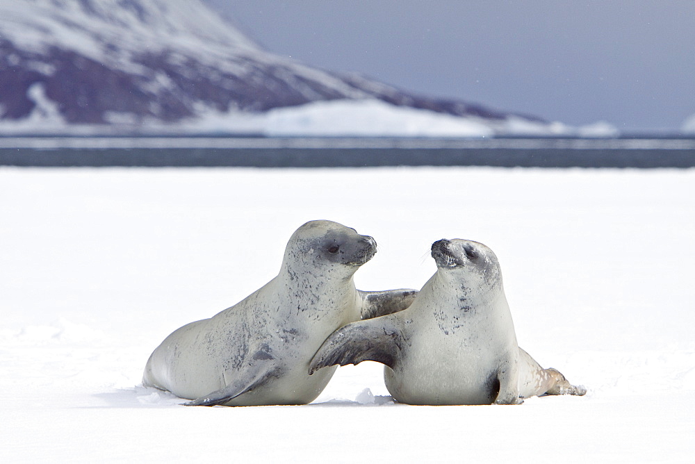 Crabeater seals (Lobodon carcinophaga) swimming along or hauled out on fast ice floe in Bourgeois Fjord near the Antarctic Peninsula