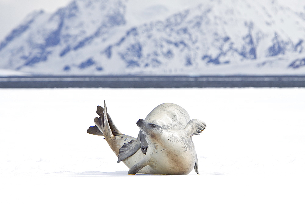 Crabeater seals (Lobodon carcinophaga) swimming along or hauled out on fast ice floe in Bourgeois Fjord near the Antarctic Peninsula