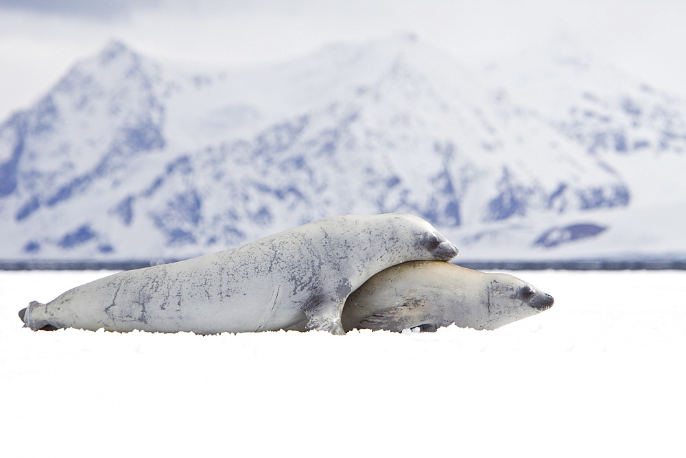 Crabeater seals (Lobodon carcinophaga) swimming along or hauled out on fast ice floe in Bourgeois Fjord near the Antarctic Peninsula