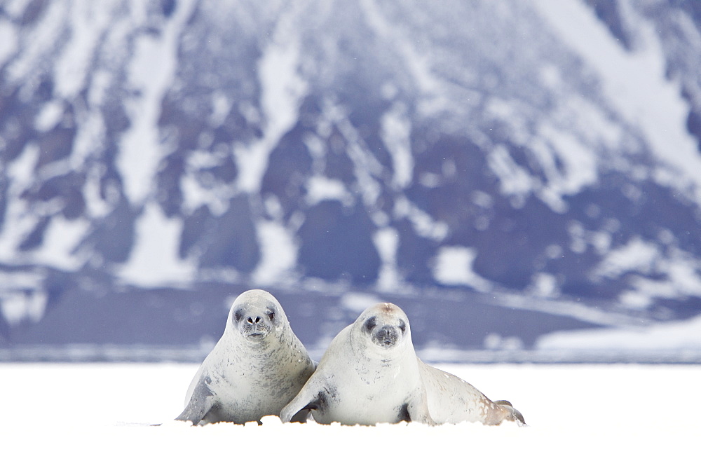 Crabeater seals (Lobodon carcinophaga) swimming along or hauled out on fast ice floe in Bourgeois Fjord near the Antarctic Peninsula