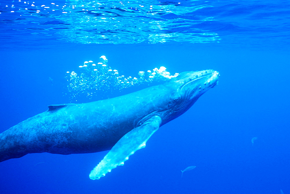 Curious humpback whale calf blows bubble trail underwater 
in the AuAu Channel, Maui, Hawaii