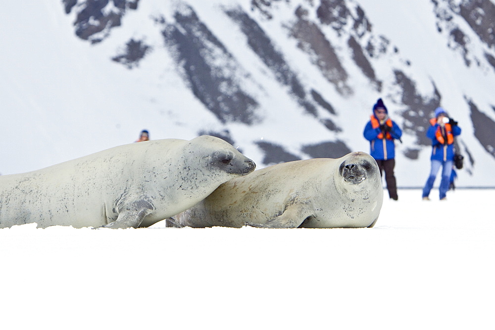 Crabeater seals (Lobodon carcinophaga) swimming along or hauled out on fast ice floe in Bourgeois Fjord near the Antarctic Peninsula