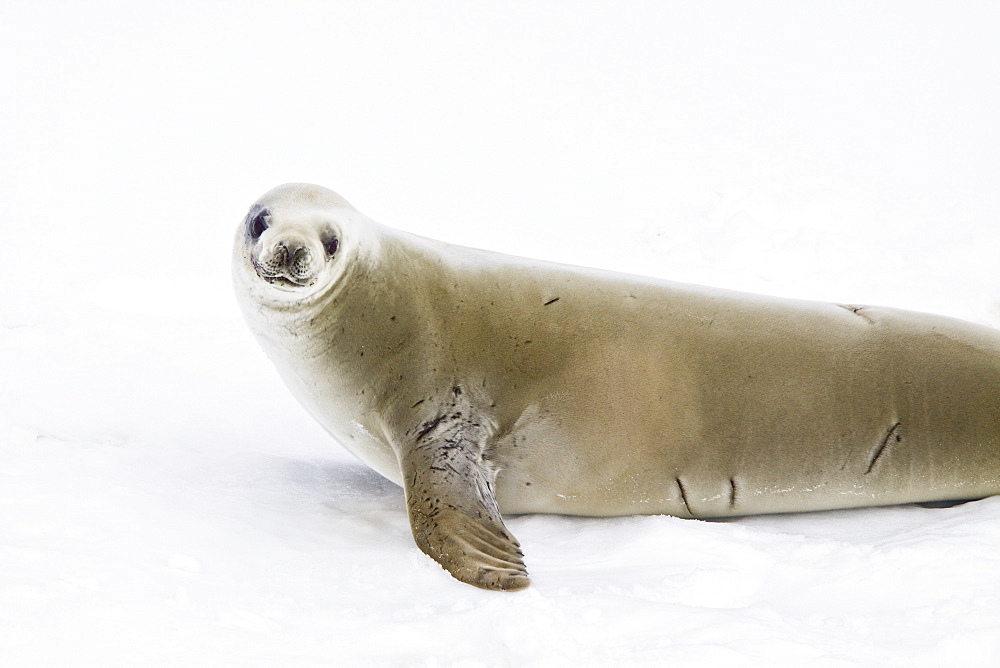 Crabeater seals (Lobodon carcinophaga) swimming along or hauled out on fast ice floe in Bourgeois Fjord near the Antarctic Peninsula