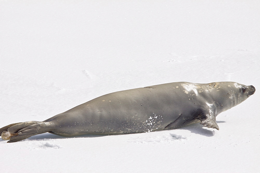 Crabeater seals (Lobodon carcinophaga) swimming along or hauled out on fast ice floe in Bourgeois Fjord near the Antarctic Peninsula