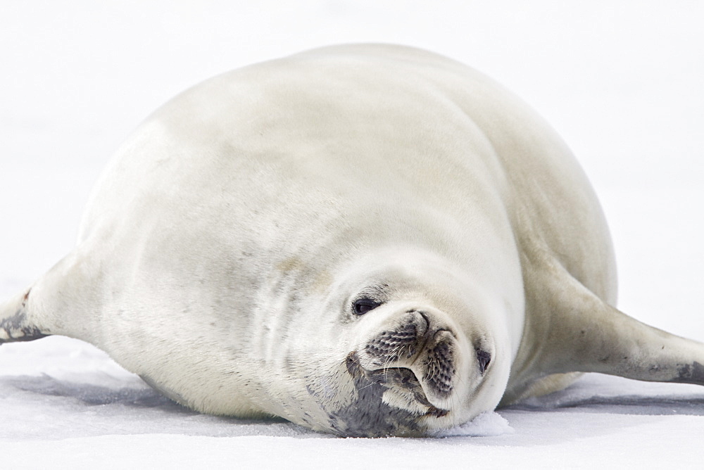 Crabeater seals (Lobodon carcinophaga) swimming along or hauled out on fast ice floe in Bourgeois Fjord near the Antarctic Peninsula