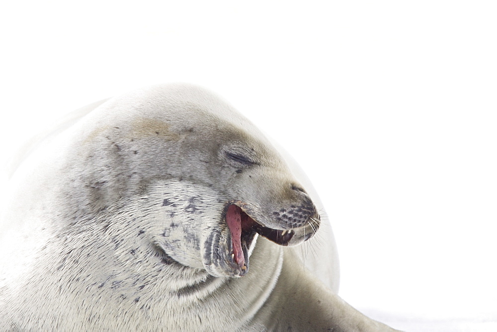 Crabeater seals (Lobodon carcinophaga) swimming along or hauled out on fast ice floe in Bourgeois Fjord near the Antarctic Peninsula