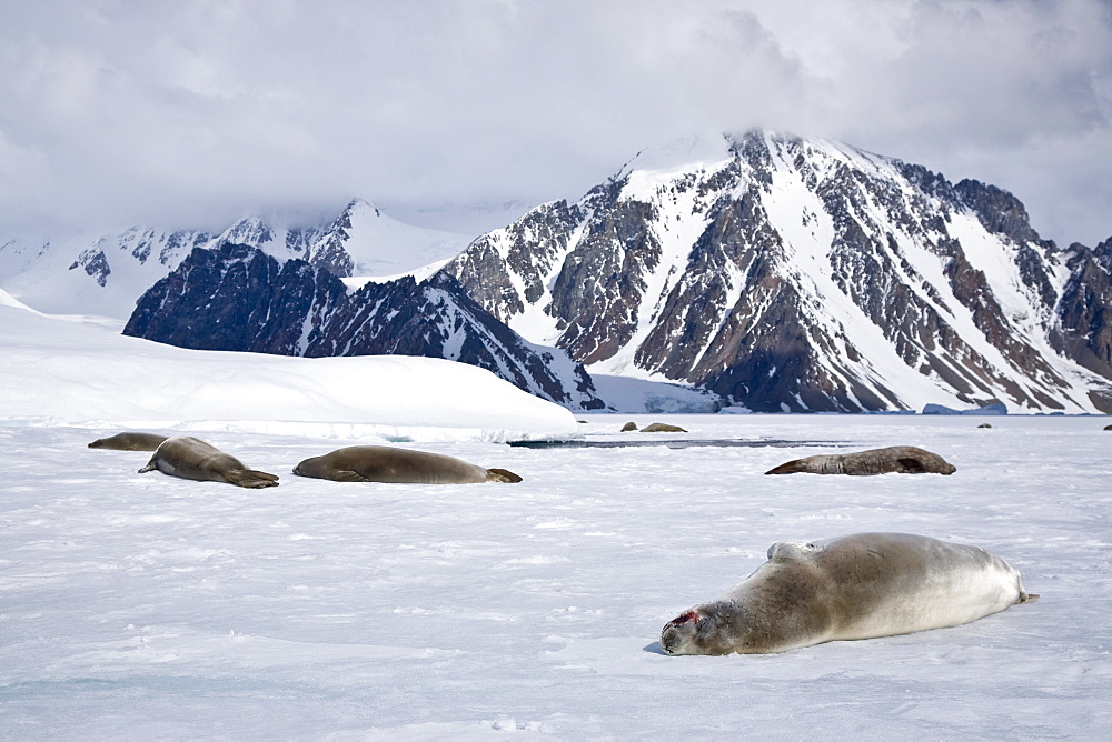 Crabeater seals (Lobodon carcinophaga) swimming along or hauled out on fast ice floe in Bourgeois Fjord near the Antarctic Peninsula