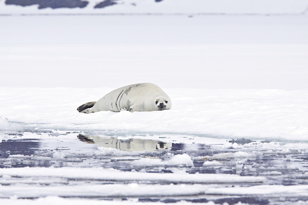 Crabeater seals (Lobodon carcinophaga) swimming along or hauled out on fast ice floe in Bourgeois Fjord near the Antarctic Peninsula