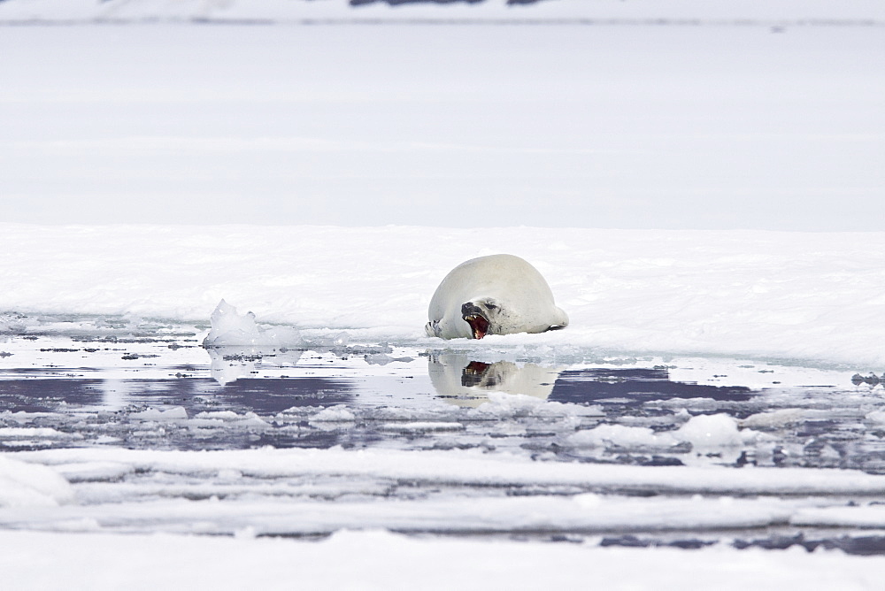 Crabeater seals (Lobodon carcinophaga) swimming along or hauled out on fast ice floe in Bourgeois Fjord near the Antarctic Peninsula