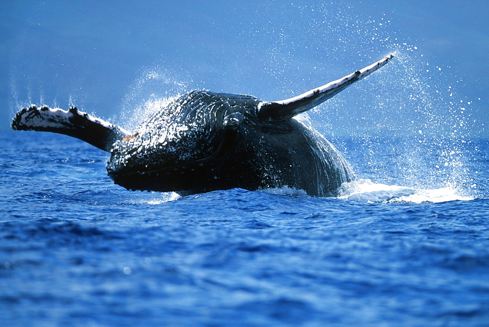 Pacific humpback whale adult, Megaptera novaeangliae, breaching in the Au Au Channel near Lanai, Hawaii.