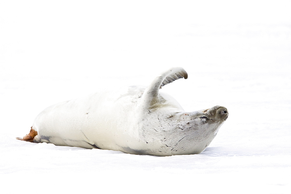 Crabeater seals (Lobodon carcinophaga) swimming along or hauled out on fast ice floe in Bourgeois Fjord near the Antarctic Peninsula