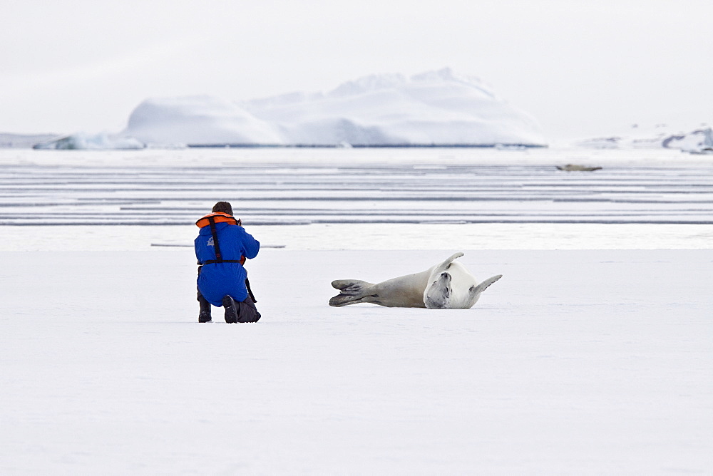 Crabeater seals (Lobodon carcinophaga) swimming along or hauled out on fast ice floe in Bourgeois Fjord near the Antarctic Peninsula