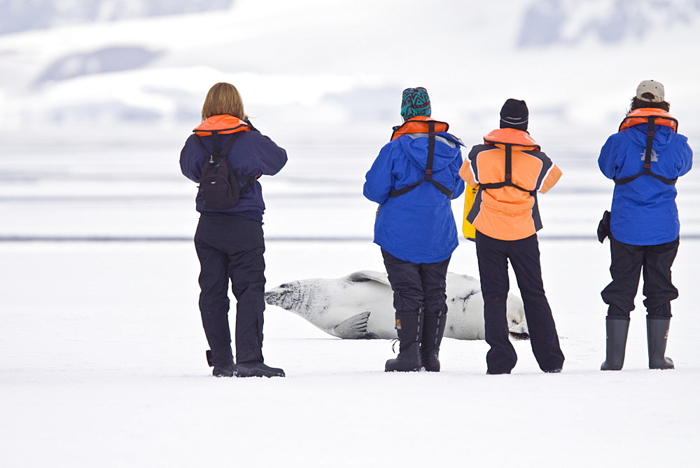 Crabeater seals (Lobodon carcinophaga) swimming along or hauled out on fast ice floe in Bourgeois Fjord near the Antarctic Peninsula