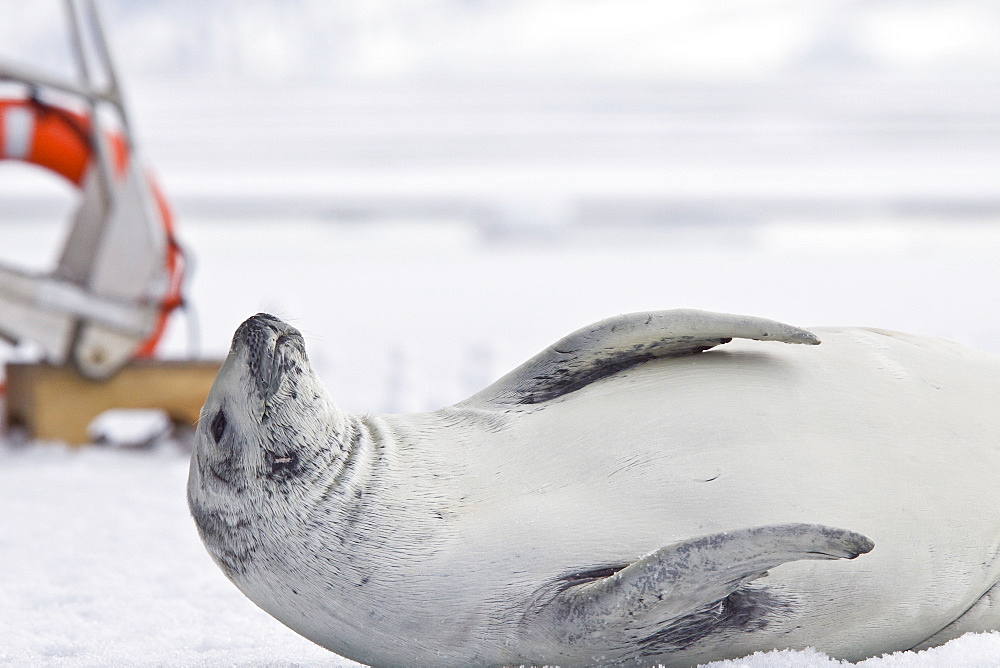 Crabeater seals (Lobodon carcinophaga) swimming along or hauled out on fast ice floe in Bourgeois Fjord near the Antarctic Peninsula