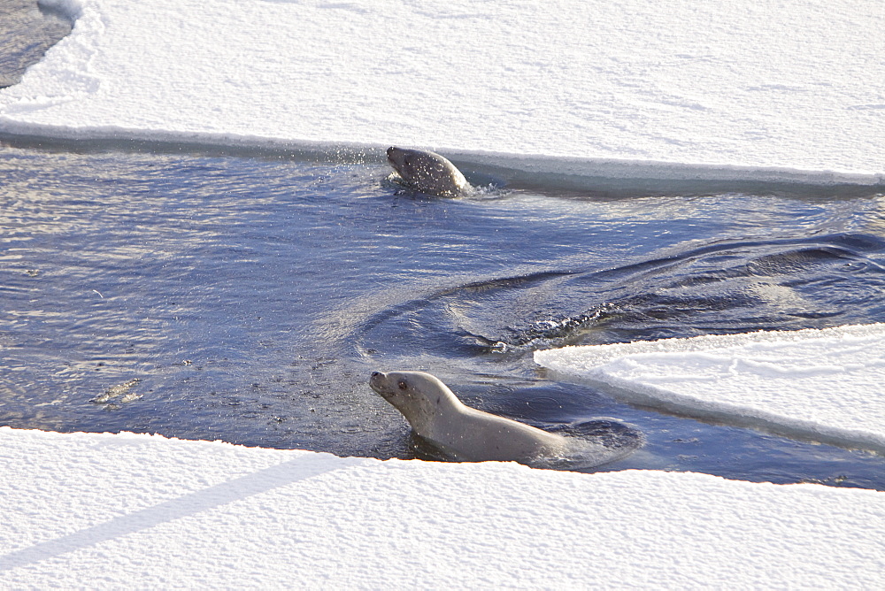 Crabeater seals (Lobodon carcinophaga) swimming along or hauled out on fast ice floe in Bourgeois Fjord near the Antarctic Peninsula