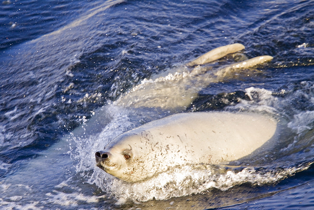 Crabeater seals (Lobodon carcinophaga) swimming along or hauled out on fast ice floe in Bourgeois Fjord near the Antarctic Peninsula