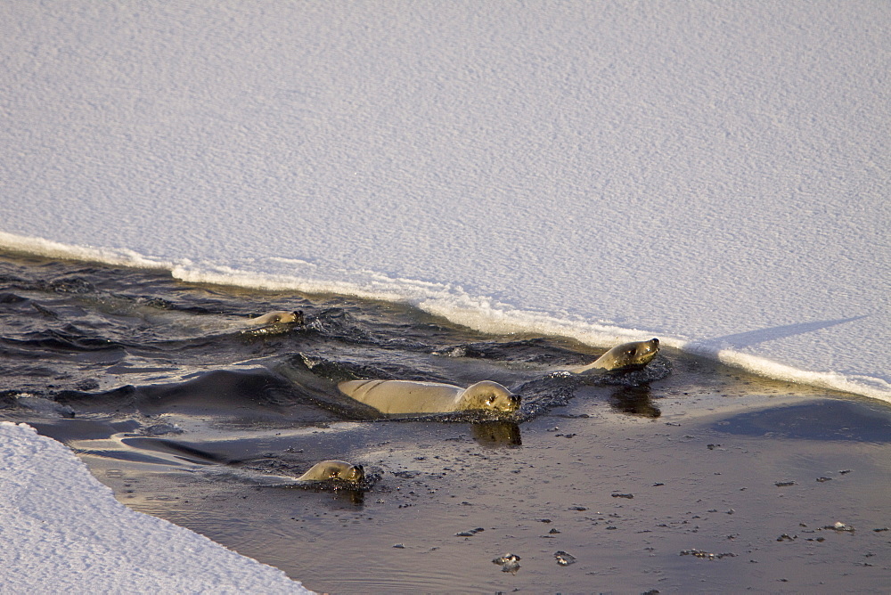 Crabeater seals (Lobodon carcinophaga) swimming along or hauled out on fast ice floe in Bourgeois Fjord near the Antarctic Peninsula