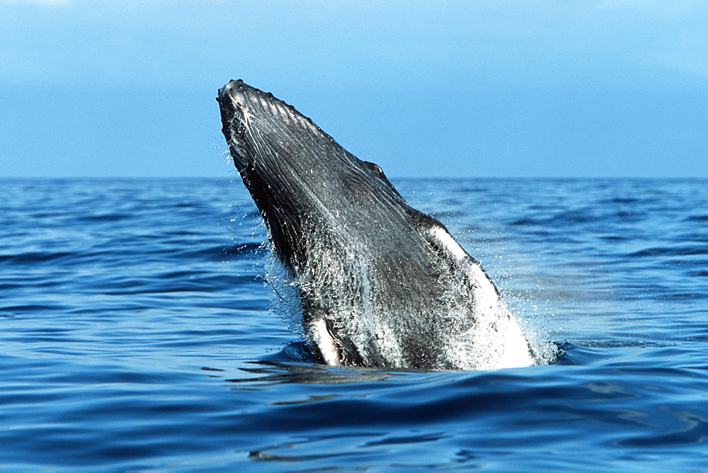 Pacific humpback whale calf, Megaptera novaeangliae, breaching in the Au Au Channel near Maui, Hawaii.