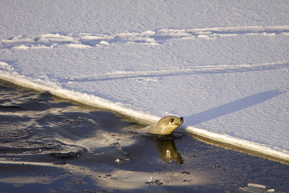 Crabeater seals (Lobodon carcinophaga) swimming along or hauled out on fast ice floe in Bourgeois Fjord near the Antarctic Peninsula