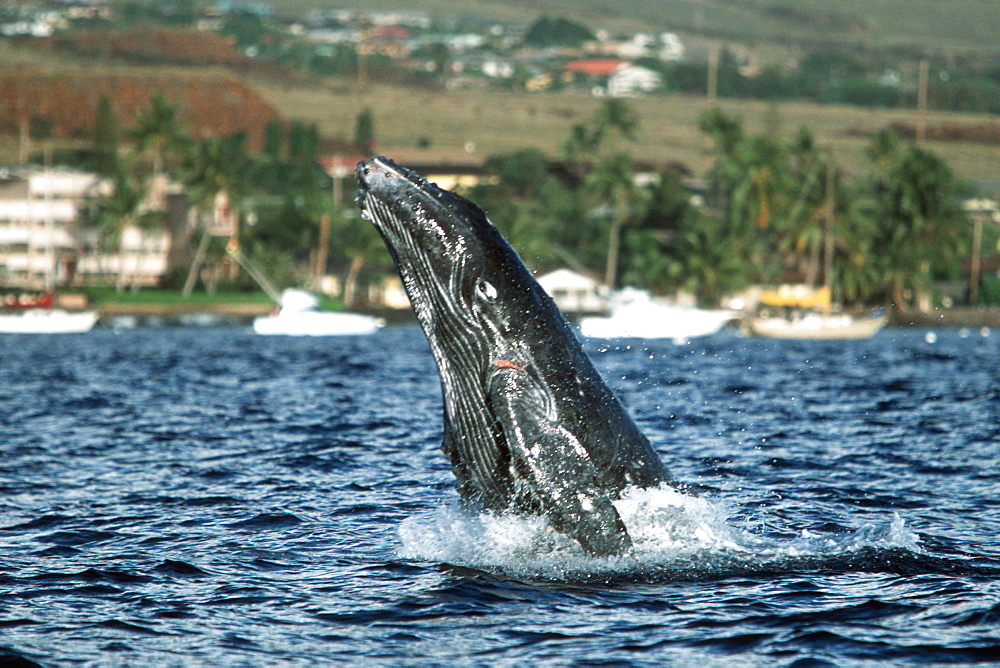 Pacific humpback whale calf, Megaptera novaeangliae, breaching in the roadstead near Mala Wharf, Maui, Hawaii.