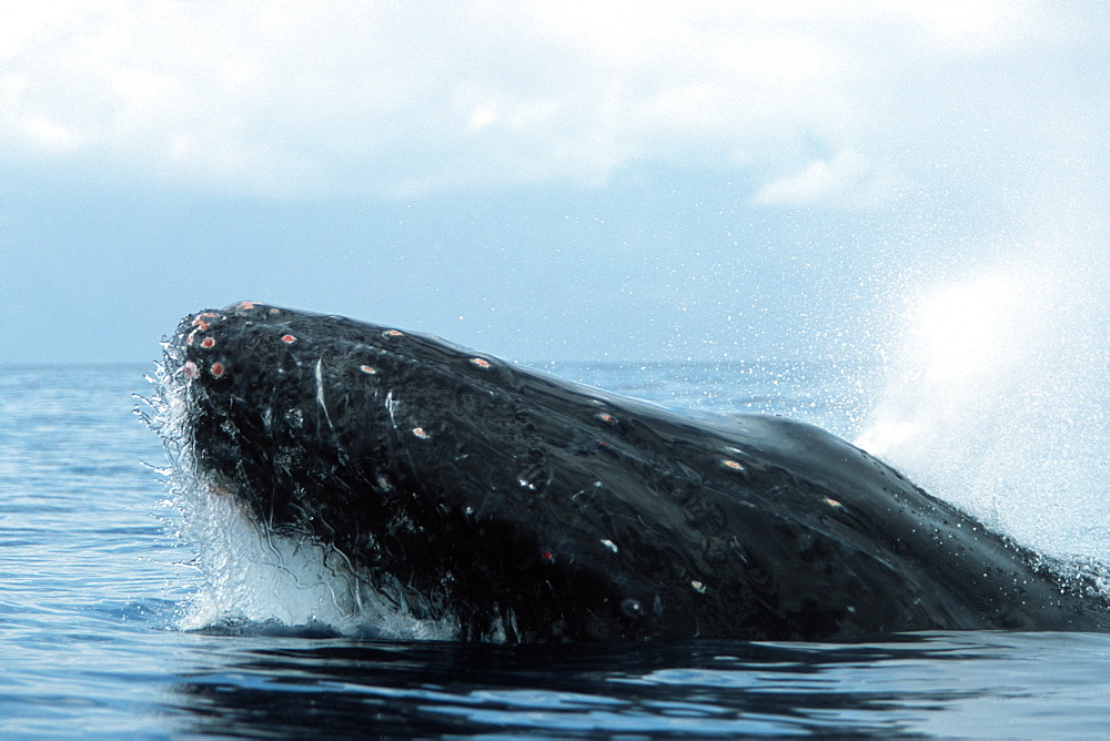 Pacific humpback whale adult, Megaptera novaeangliae, competitive male, head-lunging, blow, in the Au Au Channel near Maui, Hawaii.