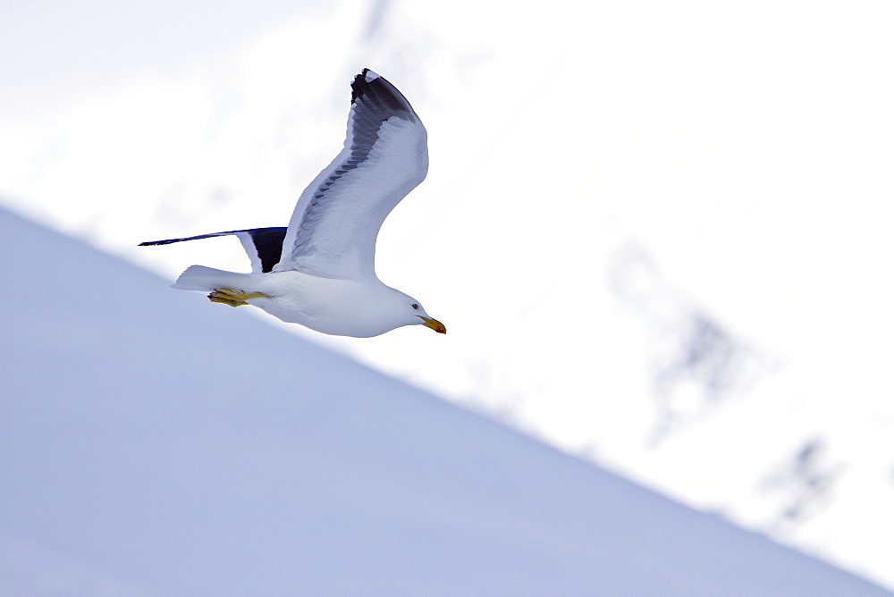 An adult kelp gull (Larus dominicanus) in flight near the Antarctic peninsula in the southern ocean