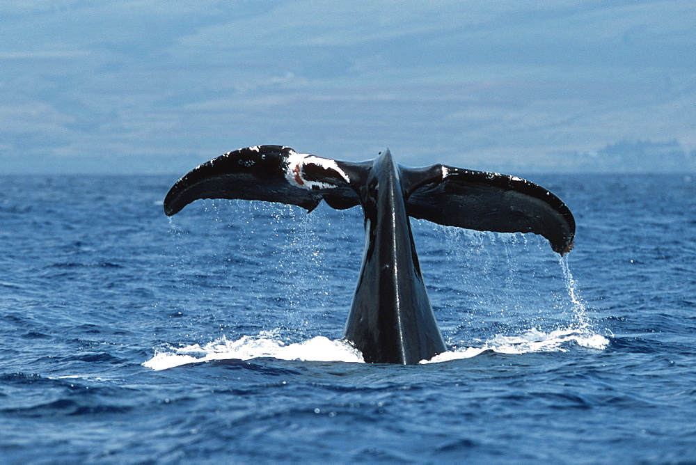 Pacific humpback whale adult female, Megaptera novaeangliae, with wounds/scar on flukes, Maui, Hawaii.