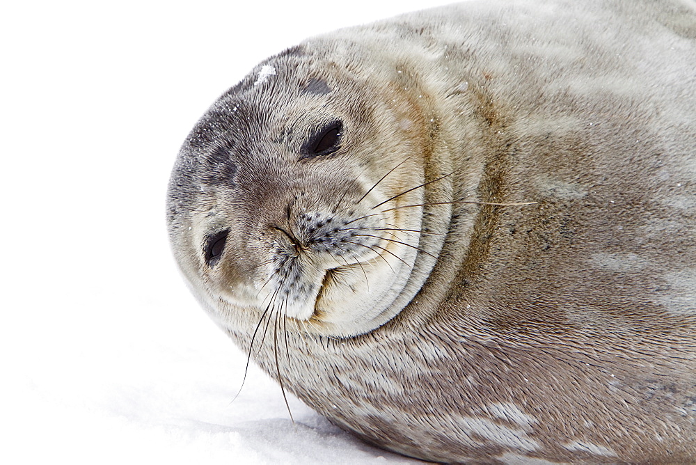 Weddell Seal (Leptonychotes weddellii) hauled out on ice near the Antarctic Peninsula, southern Ocean