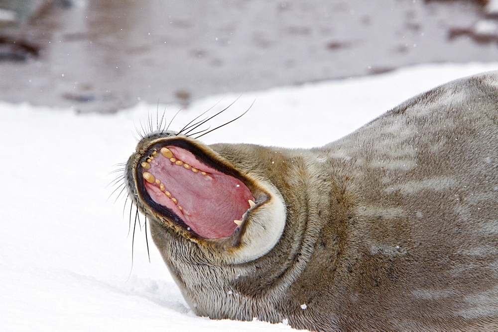 Weddell Seal (Leptonychotes weddellii) hauled out on ice near the Antarctic Peninsula, southern Ocean