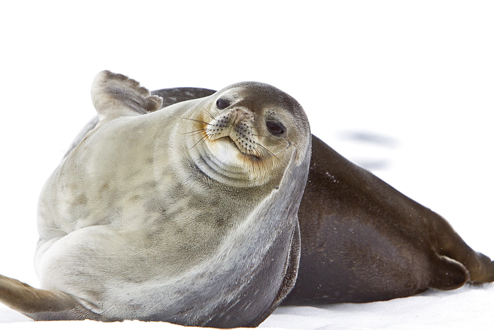 Weddell Seal (Leptonychotes weddellii) hauled out on ice near the Antarctic Peninsula, southern Ocean