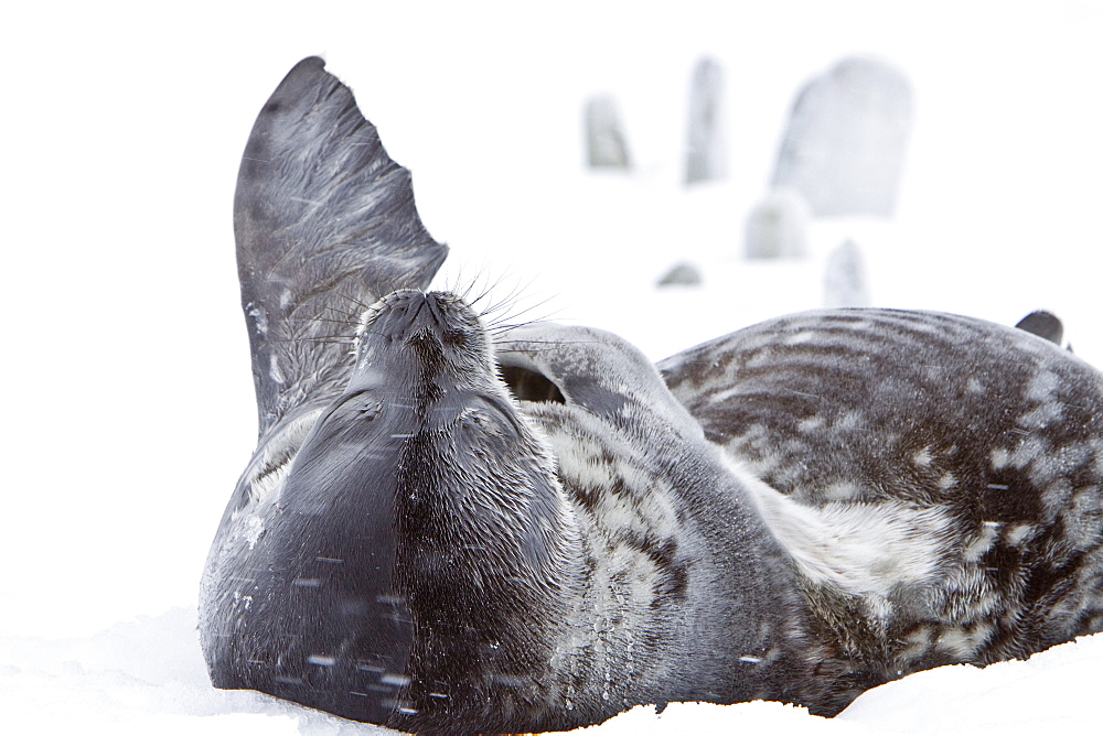 Weddell Seal (Leptonychotes weddellii) hauled out on ice near the Antarctic Peninsula, southern Ocean