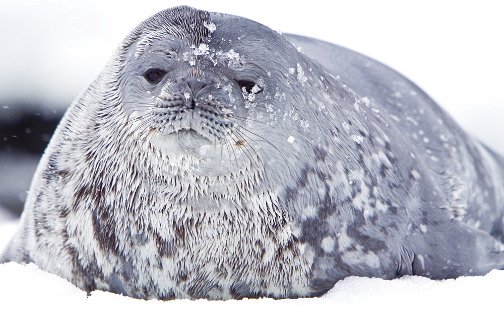 Weddell Seal (Leptonychotes weddellii) hauled out on ice near the Antarctic Peninsula, southern Ocean