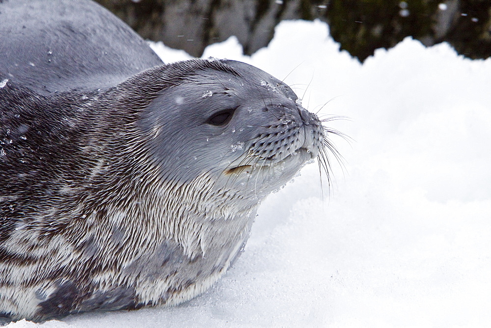 Weddell Seal (Leptonychotes weddellii) hauled out on ice near the Antarctic Peninsula, southern Ocean