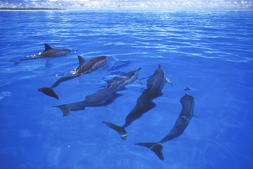 Hawaiian Spinner Dolphin (Stenella longirostris) pod surfacing inside the atoll of Midway Island in the NW Hawaiian Island Group, Hawaii, USA. Pacific Ocean.