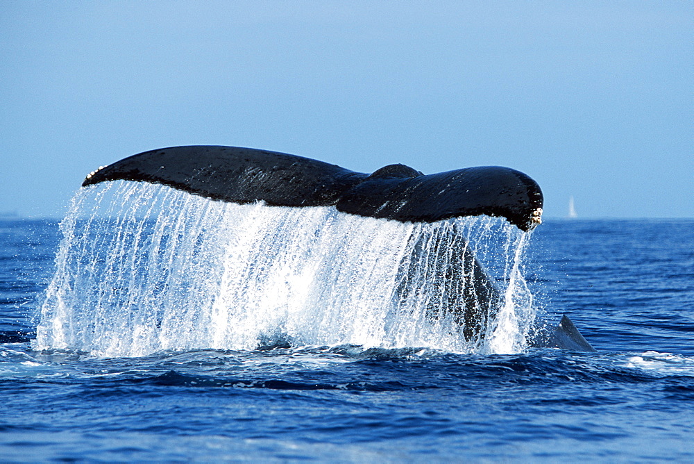 Pacific humpback whale adult,Megaptera novaeangliae, tail-lobbing in the Au Au Channel near Maui, Hawaii