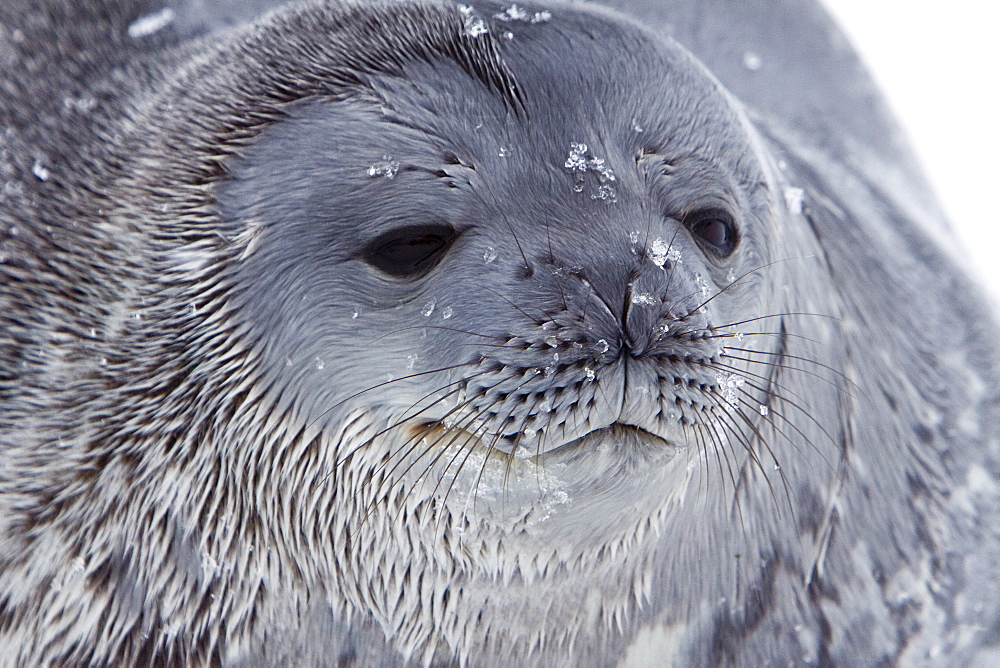 Weddell Seal (Leptonychotes weddellii) hauled out on ice near the Antarctic Peninsula, southern Ocean