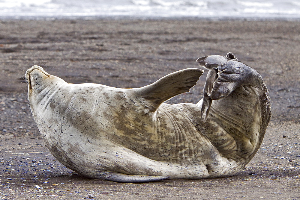 Weddell Seal (Leptonychotes weddellii) hauled out on ice near the Antarctic Peninsula, southern Ocean