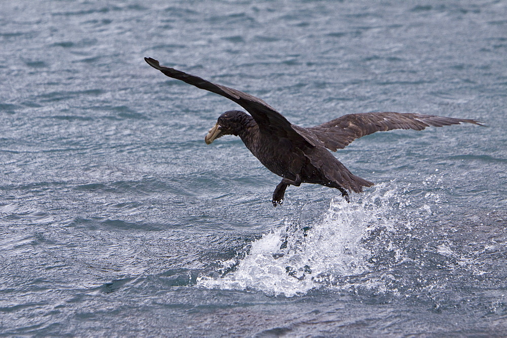 Southern Giant Petrel (Macronectes giganteus) in and around South Georgia, Southern Ocean