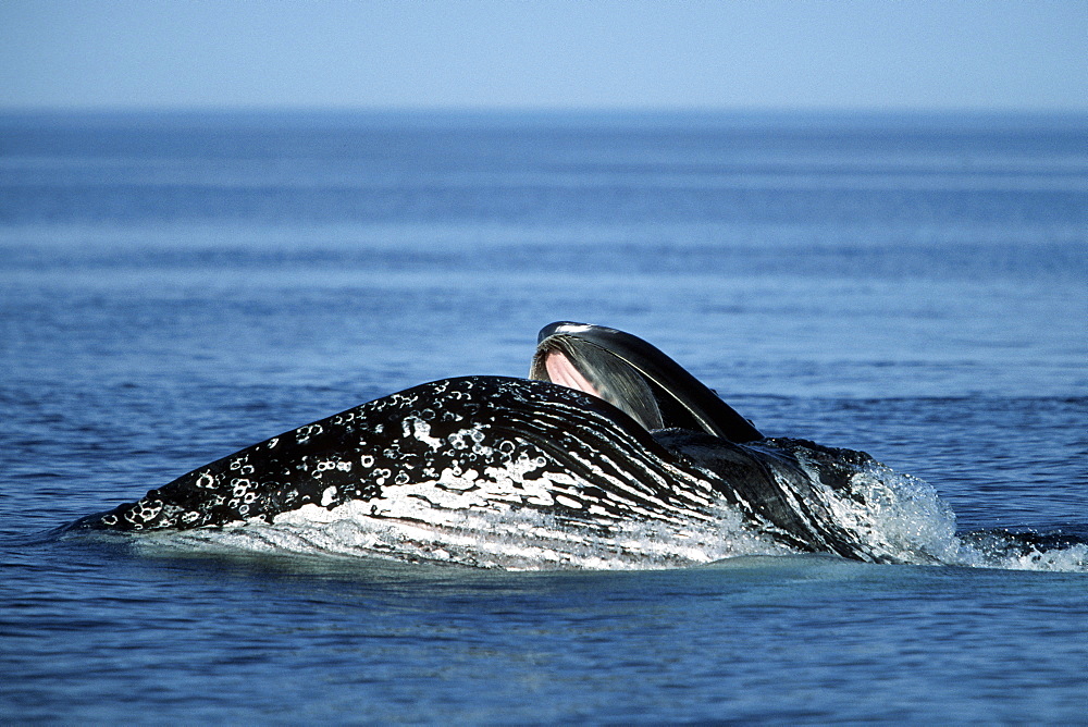 Sub-adult Humpback Whale, Megaptera novaeangliae, surface lunge-feeding on krill in northern Gulf of California, Mexico