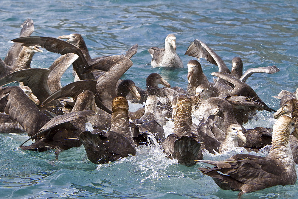 Southern Giant Petrel (Macronectes giganteus) in and around South Georgia, Southern Ocean