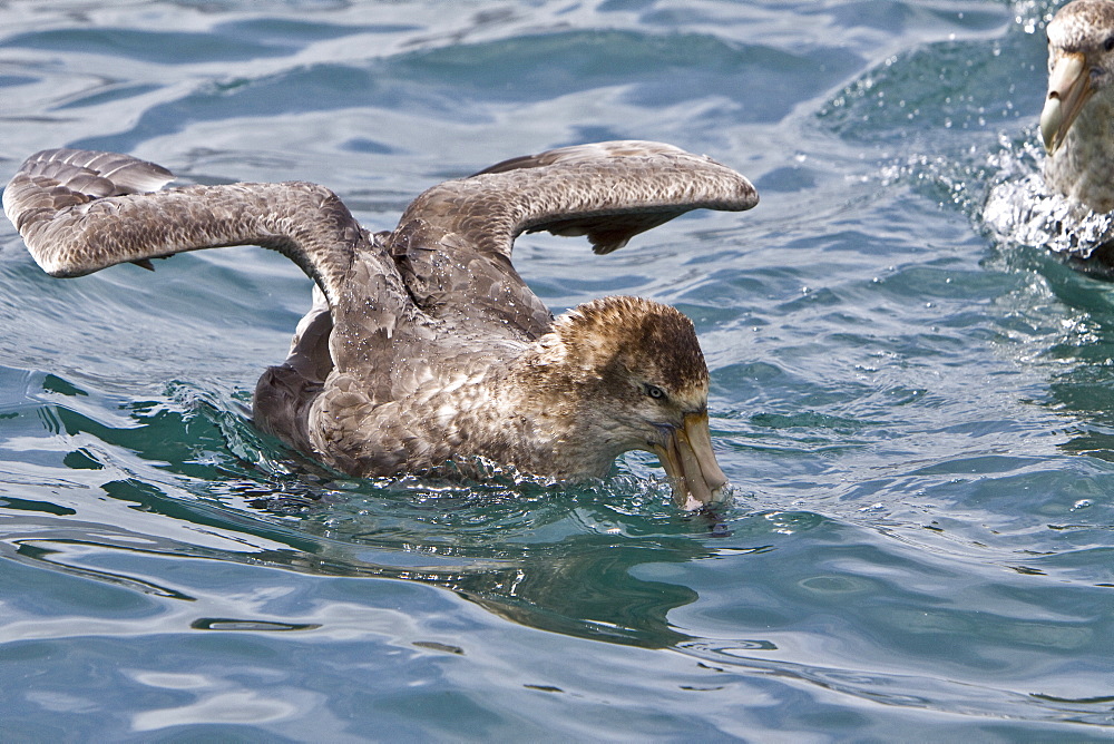 Southern Giant Petrel (Macronectes giganteus) in and around South Georgia, Southern Ocean