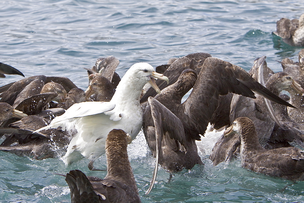 Southern Giant Petrel (Macronectes giganteus) in and around South Georgia, Southern Ocean