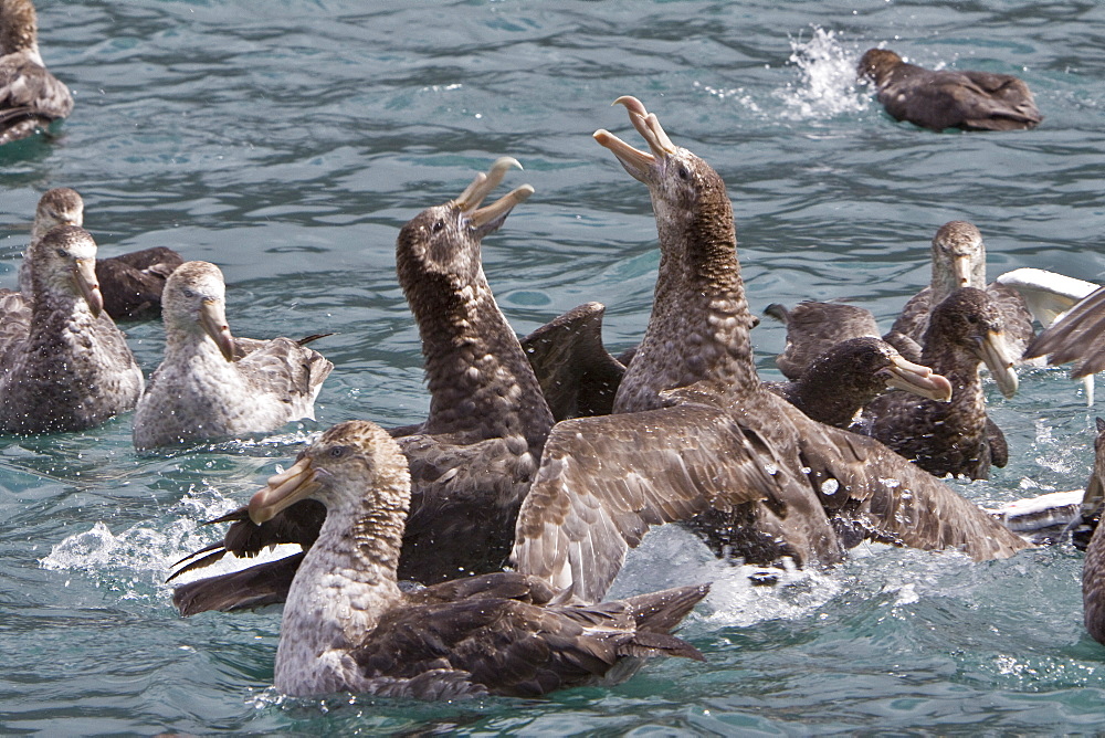 Southern Giant Petrel (Macronectes giganteus) in and around South Georgia, Southern Ocean