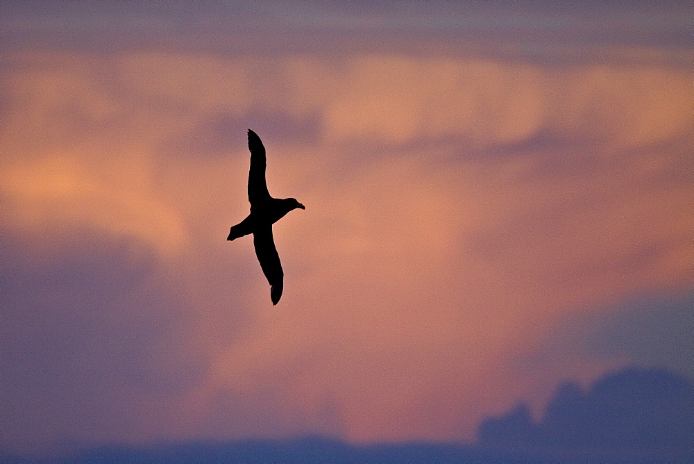 Southern Giant Petrel (Macronectes giganteus) on the wing in the Falkland Islands, South Atlantic Ocean