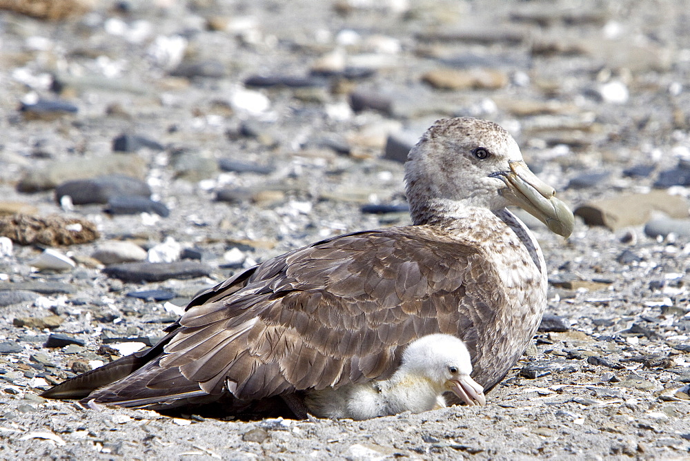 Southern Giant Petrel (Macronectes giganteus) parent and chick on Barren Island in the Falkland Islands, South Atlantic Ocean