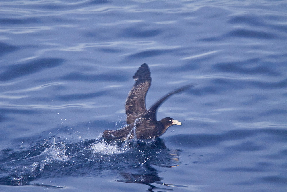 Southern Giant Petrel (Macronectes giganteus) on the wing in and around South Georgia, Southern Ocean