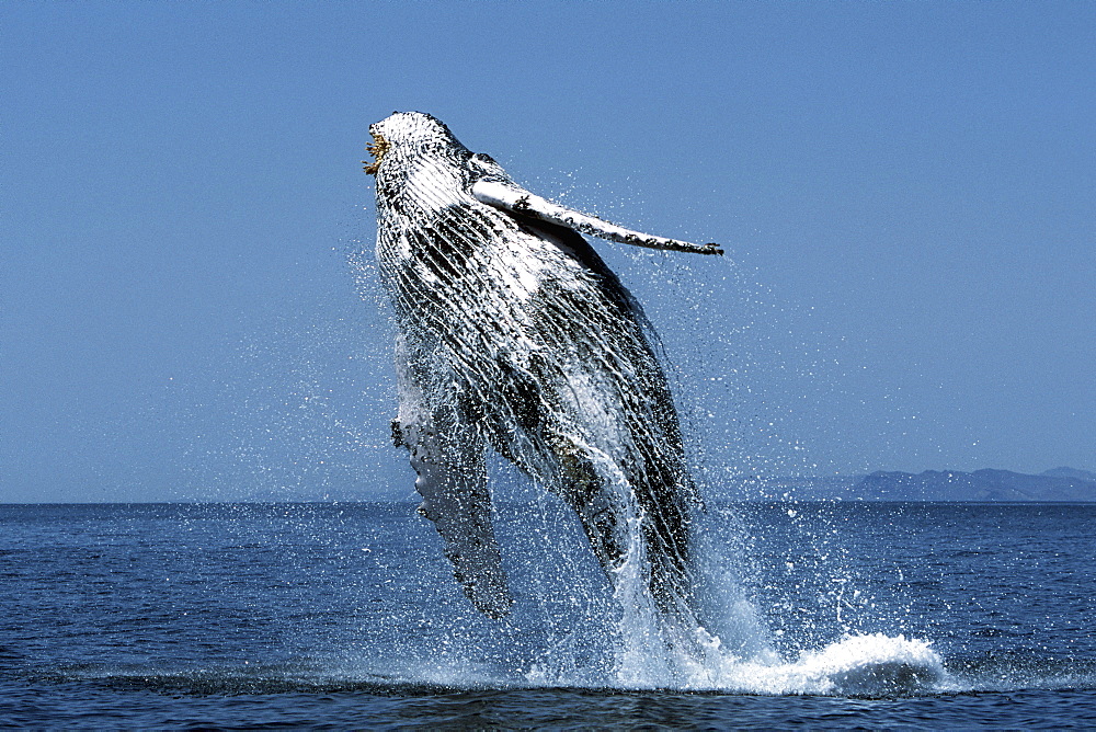 Sub-adult Humpback Whale, Megaptera novaeangliae, breaching in northern Gulf of California, Mexico