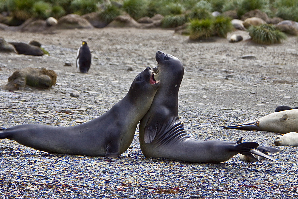 Young southern elephant seals (Mirounga leonina) on the beach at South Georgia in the Southern Ocean