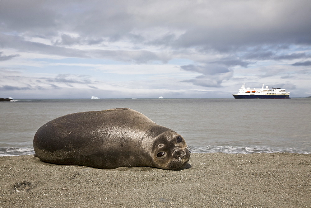 Young southern elephant seal (Mirounga leonina) on the beach at South Georgia in the Southern Ocean