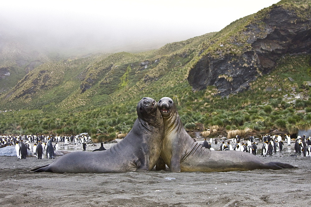 Young southern elephant seals (Mirounga leonina) on the beach at South Georgia in the Southern Ocean